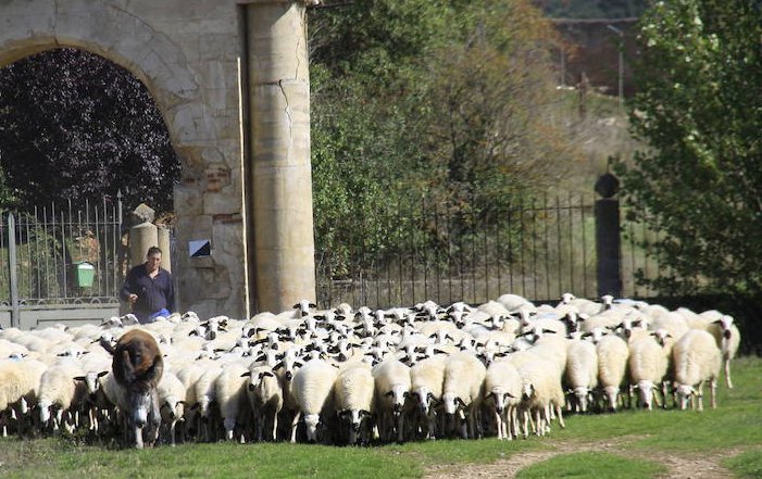 Razas de oveja